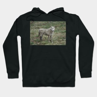 White Wolf Hoodie